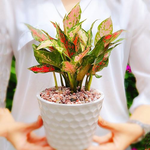 Aglaonema Butterfly