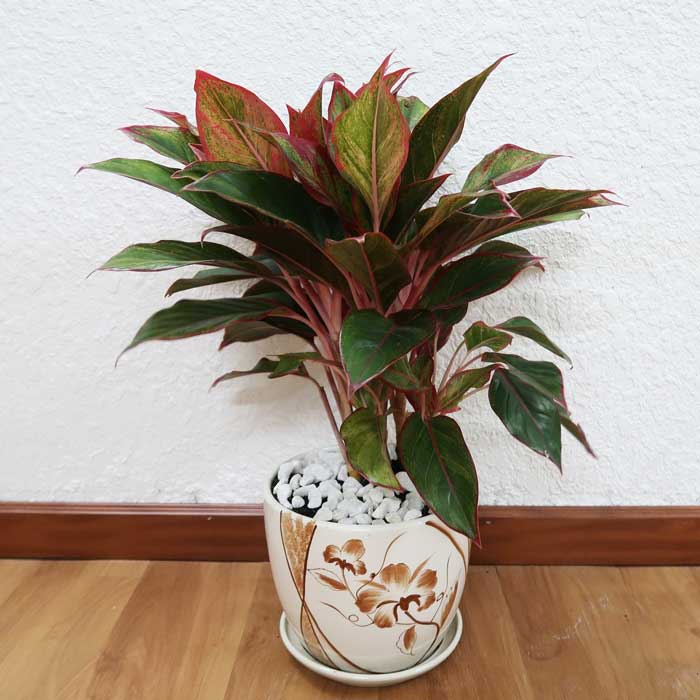 Aglaonema Red