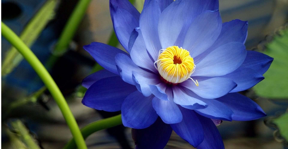 Blue Lotus Flower