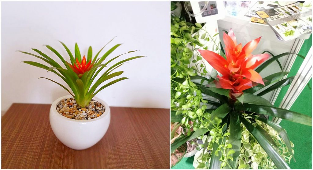 Bromeliad
