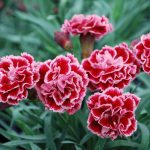 Carnation Flower Meaning