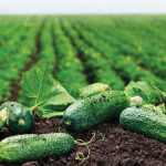 Cucumber Plant Disease