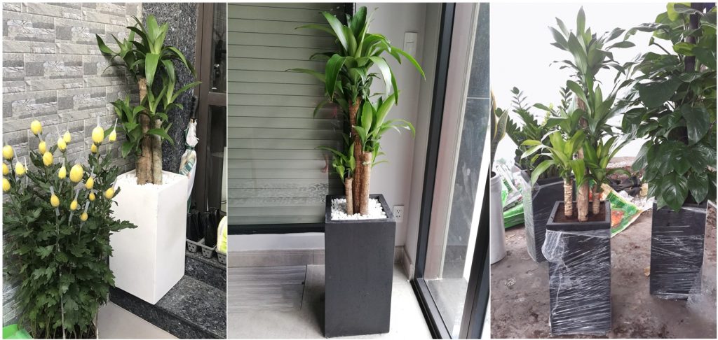 Dracaena fragrans