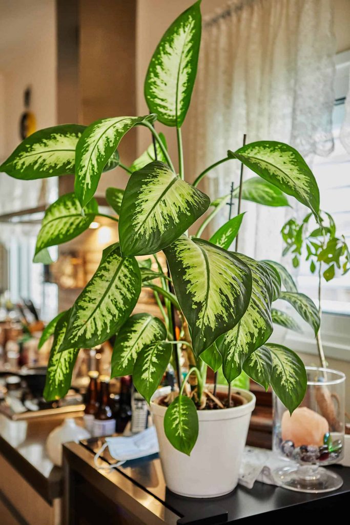 Dumb-cane