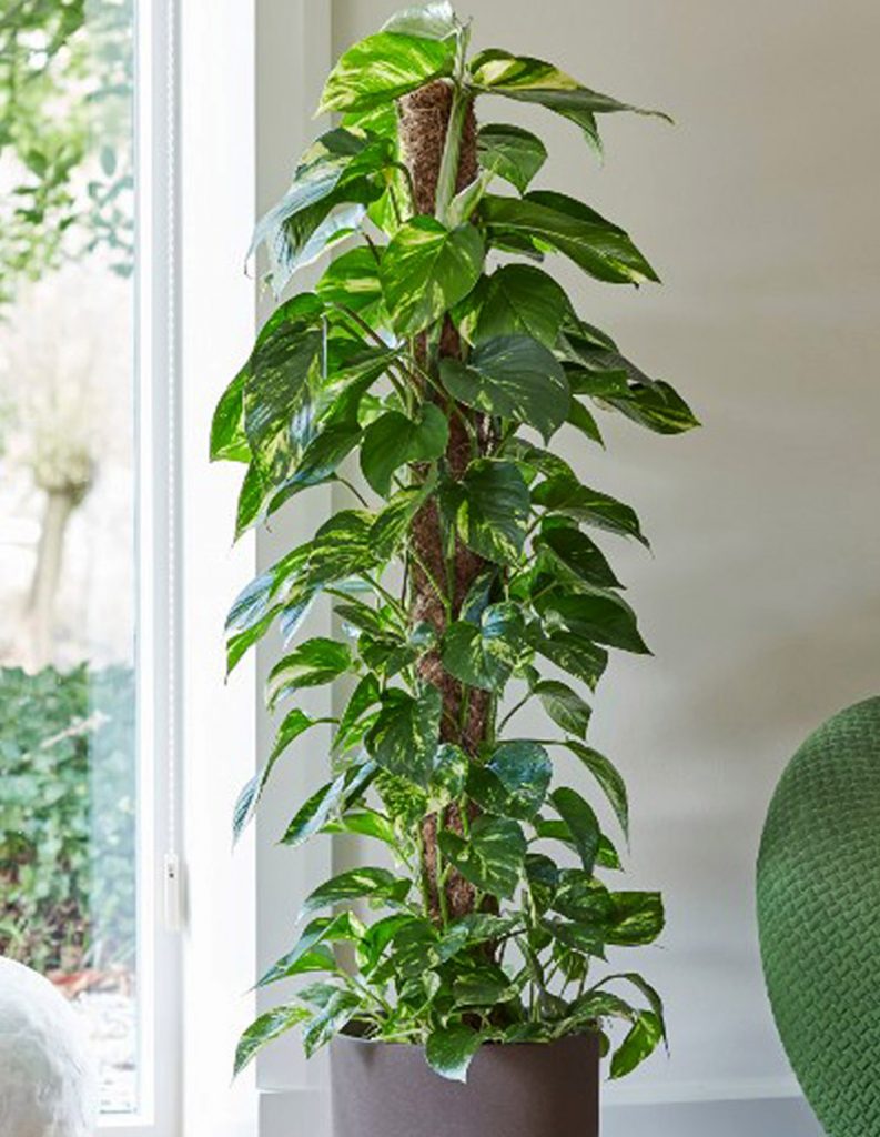 Epipremnum Aureum