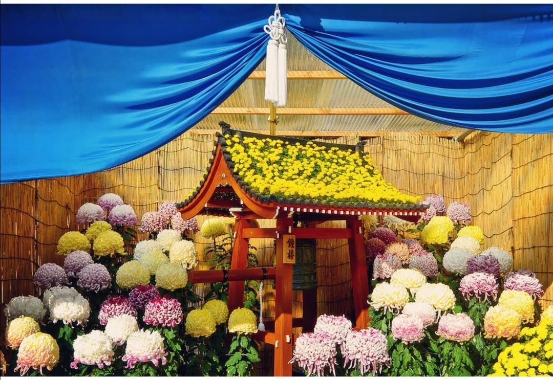 Chrysanthemum Flower Meaning in Love and Life Xu Farm