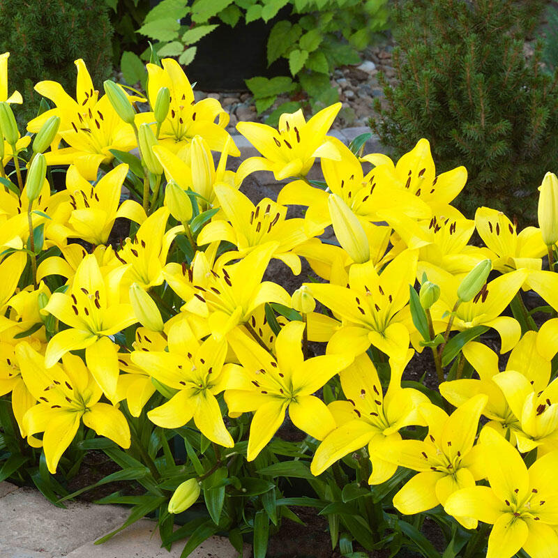 Meaning of Yellow Lilies