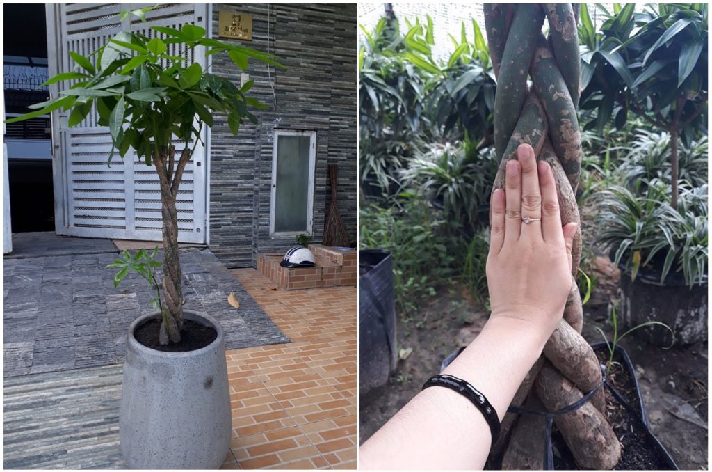 Money tree