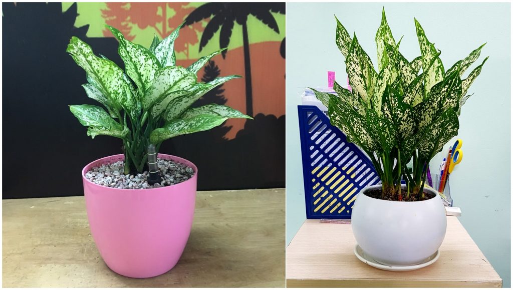 Osaka White Aglaonema