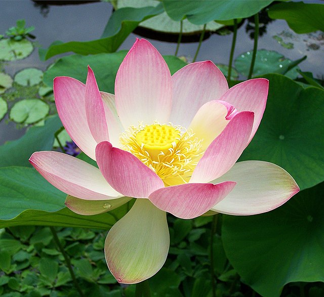 Pink Lotus Flower