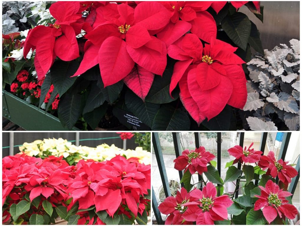 Poinsettia