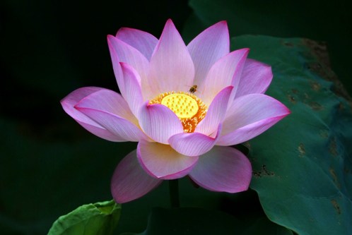 Purple Lotus Flower