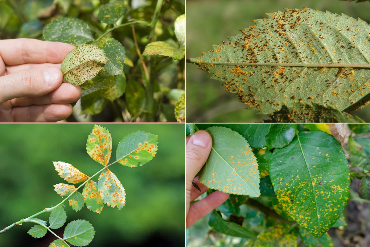 Diseases in rose plants and methods of prevention - Xu Farm