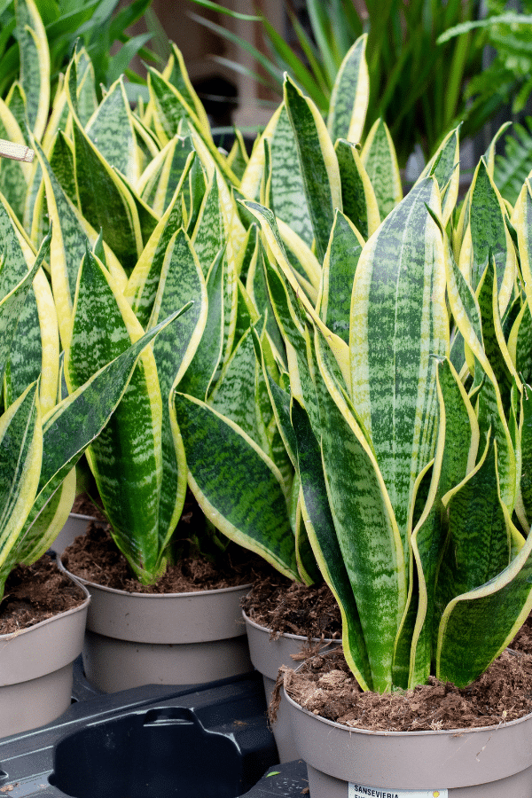 Snake Plant