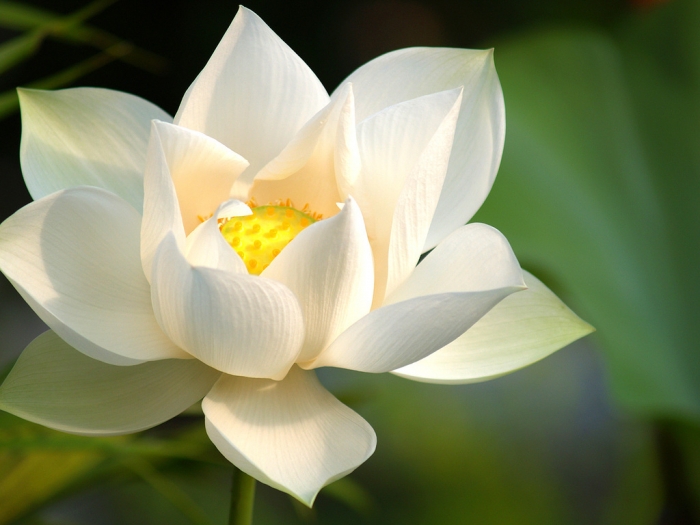 White Lotus Flower