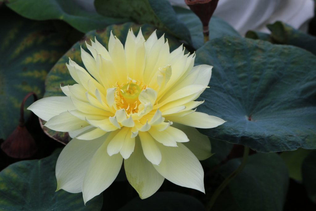 Yellow Lotus Flower