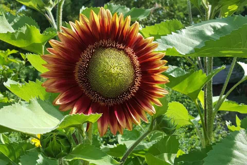 Brown Sunflowers