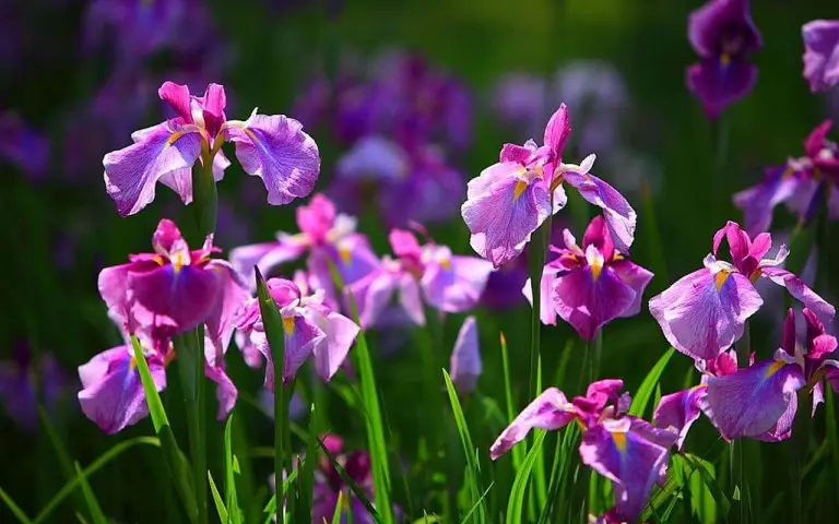 meaning of an iris flower