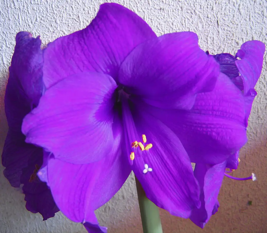 Purple Amaryllis