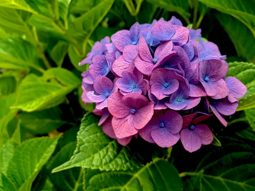 Purple hydrangea flower