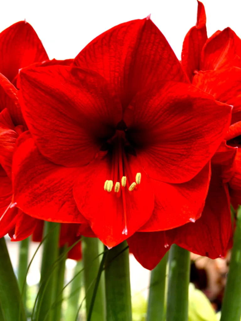 Red Amaryllis