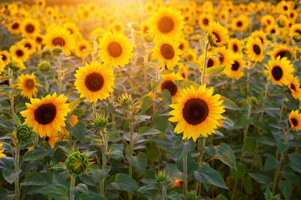 Sunflower Meaning in Feng Shui