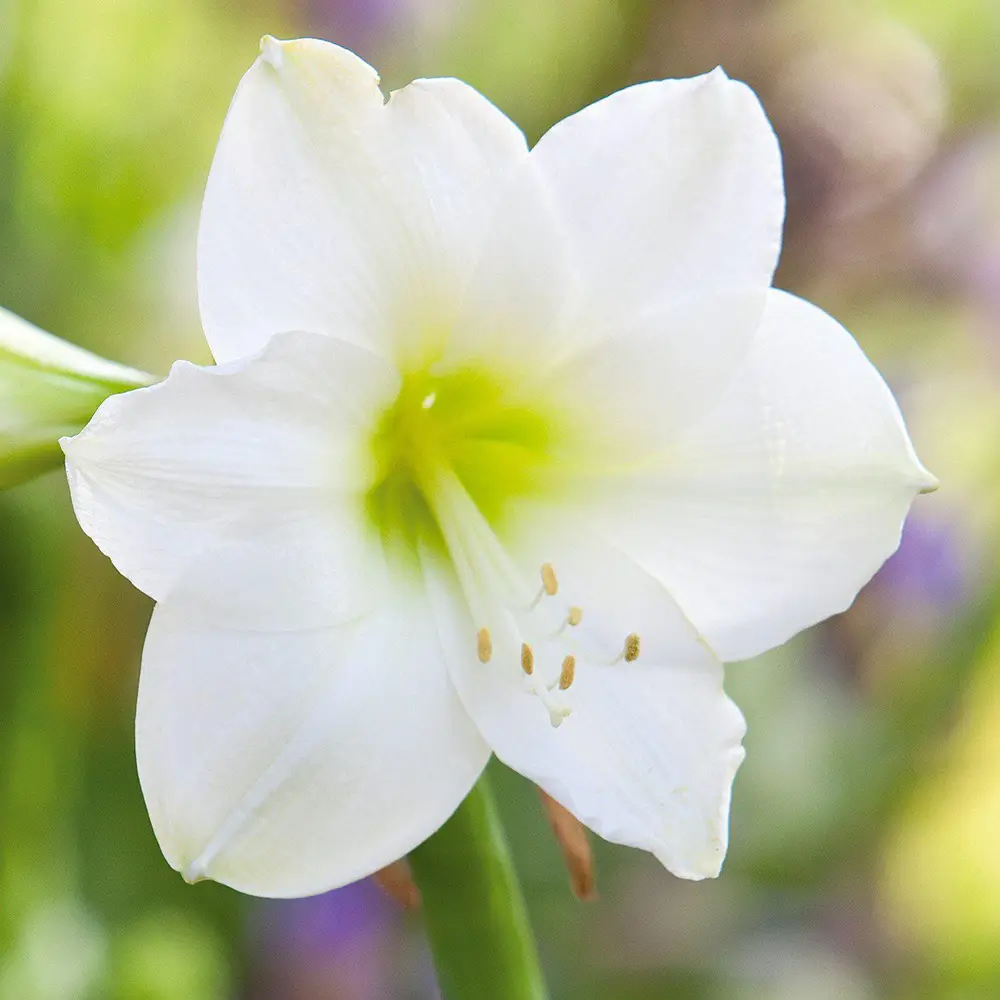 White Amaryllis
