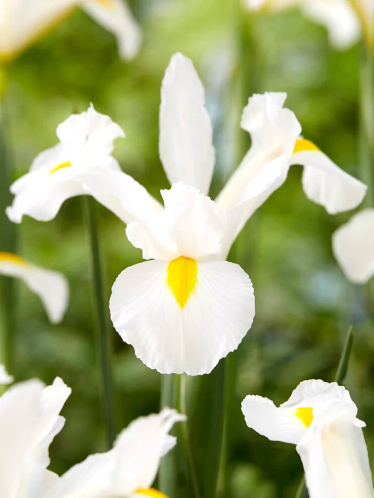 White Iris