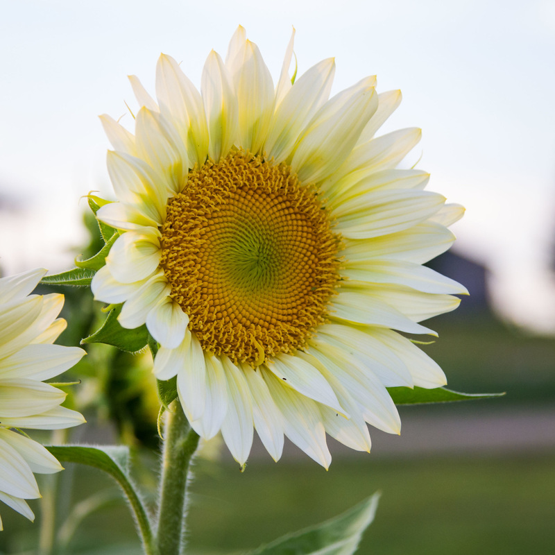 White Sunflowers