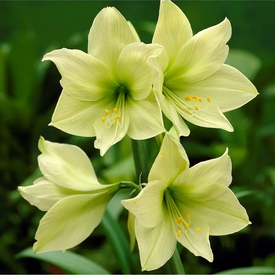 Yellow Amaryllis