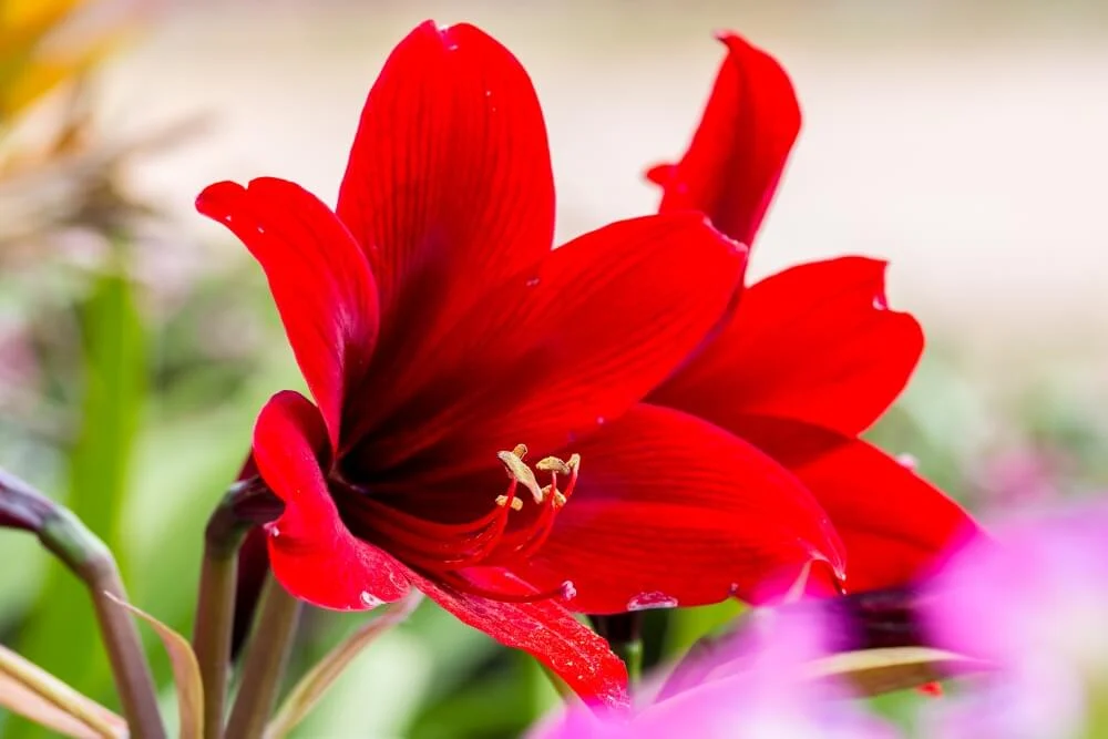 amaryllis flower meaning