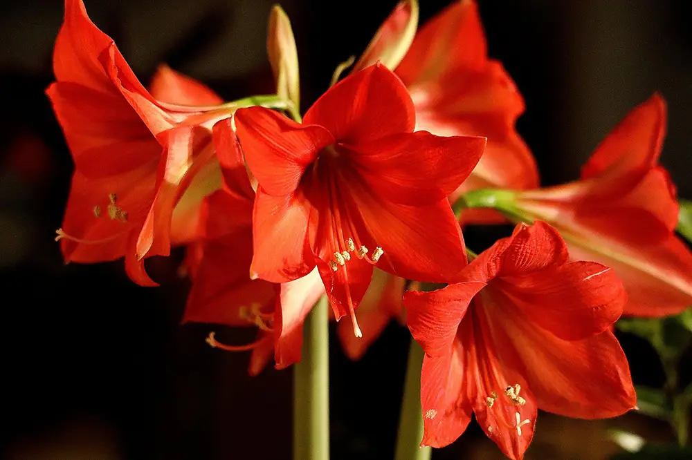 amaryllis flower