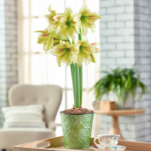 amaryllis meaning flower
