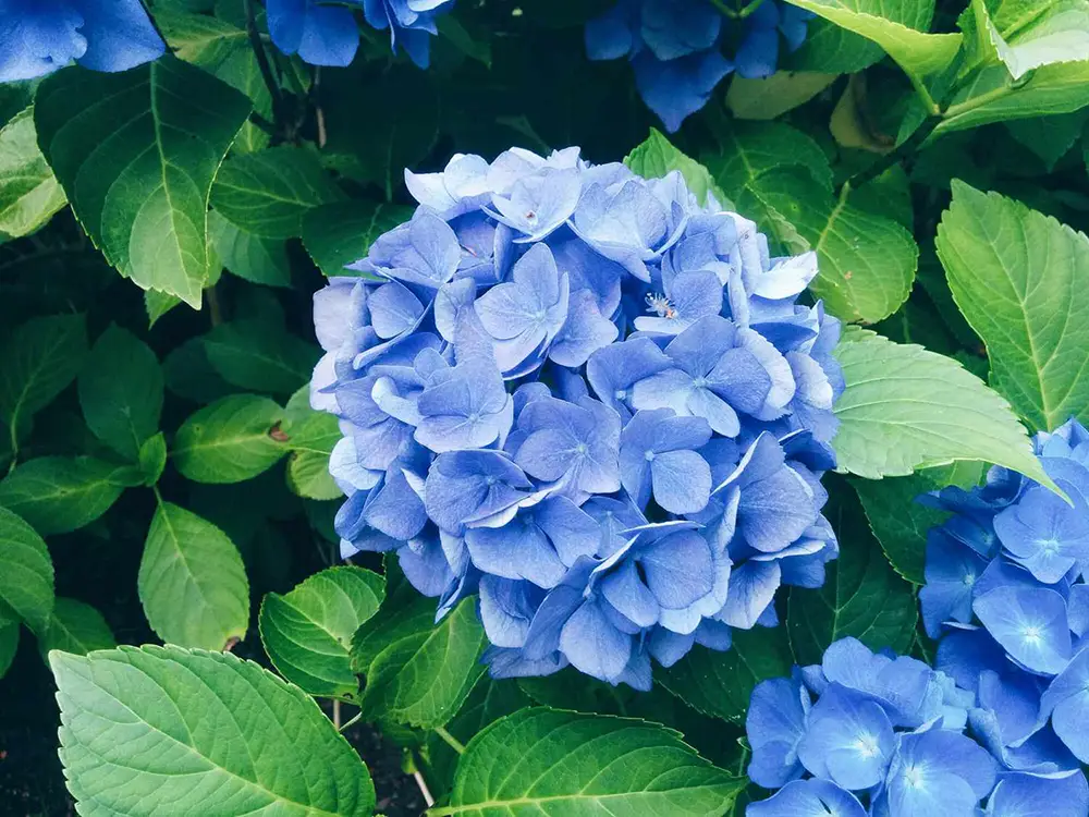 blue hydrangea flower meaning