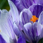 crocus flower meaning