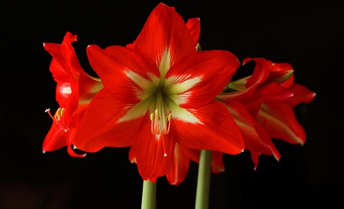 flower amaryllis meaning