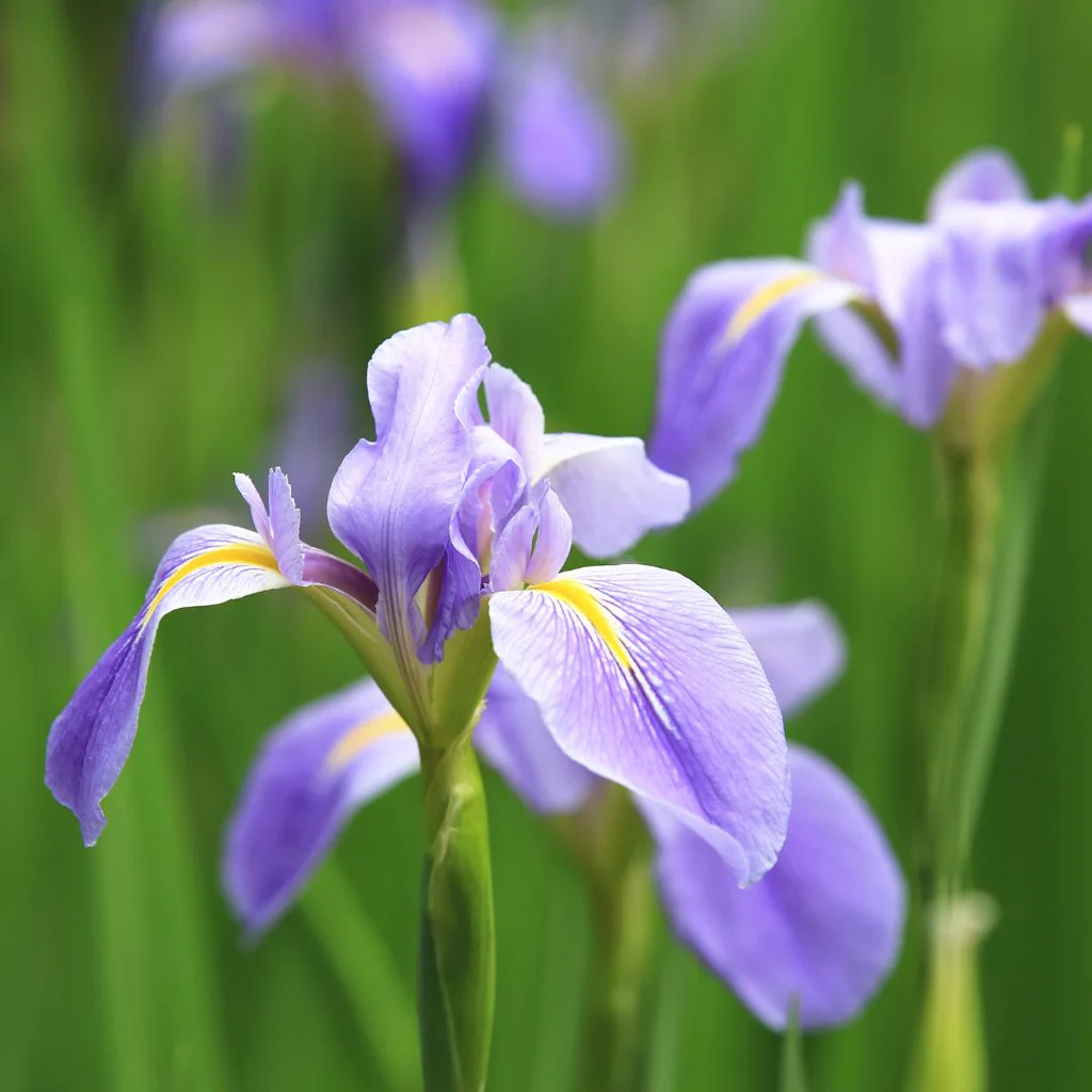  flower meaning iris