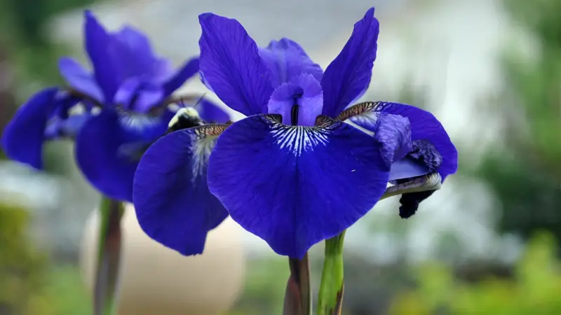 meaning of an iris flower