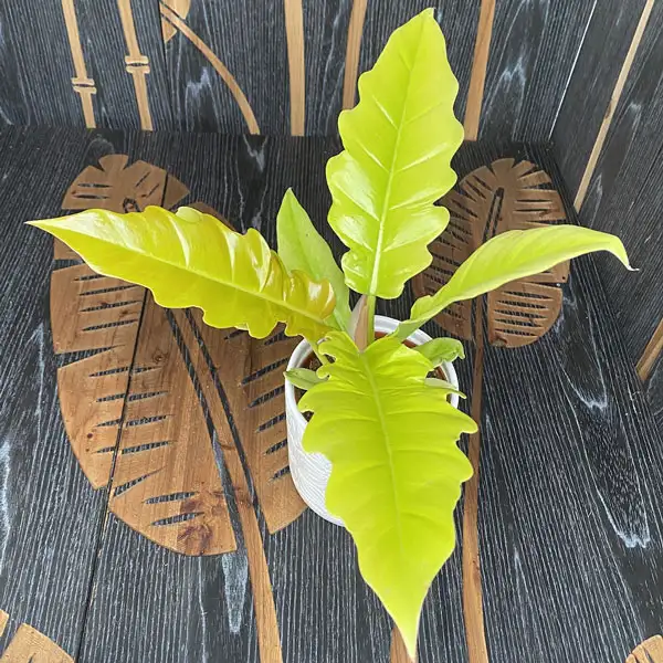 Philodendron Ring Of Fire Golden