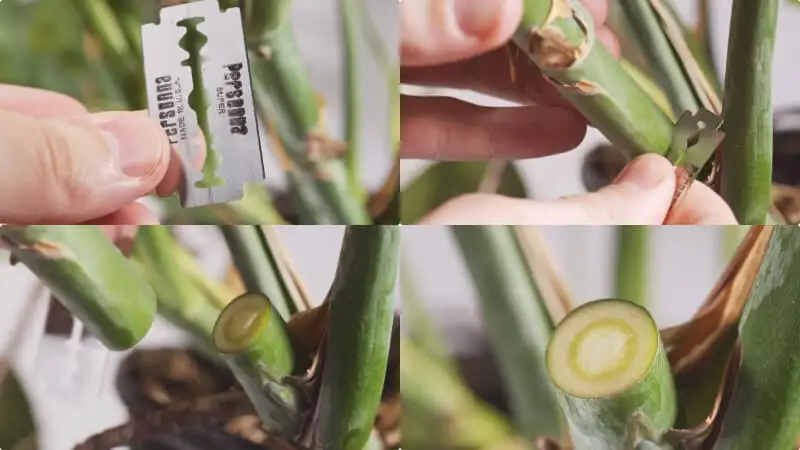 Planting the Ring Of Fire Plant