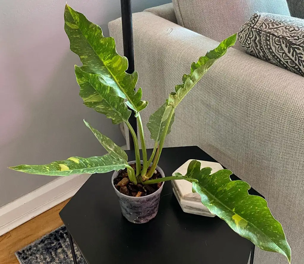 philodendron ring of fire plant