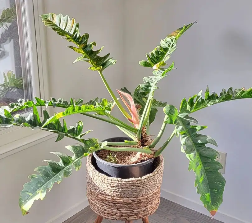 ring of fire plant care