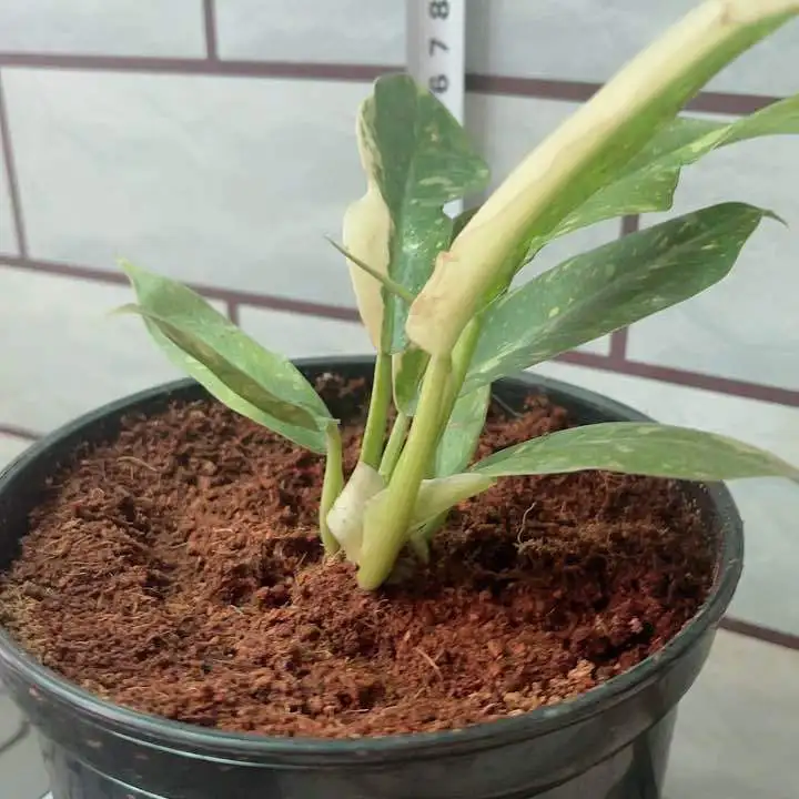 ring of fire plant care