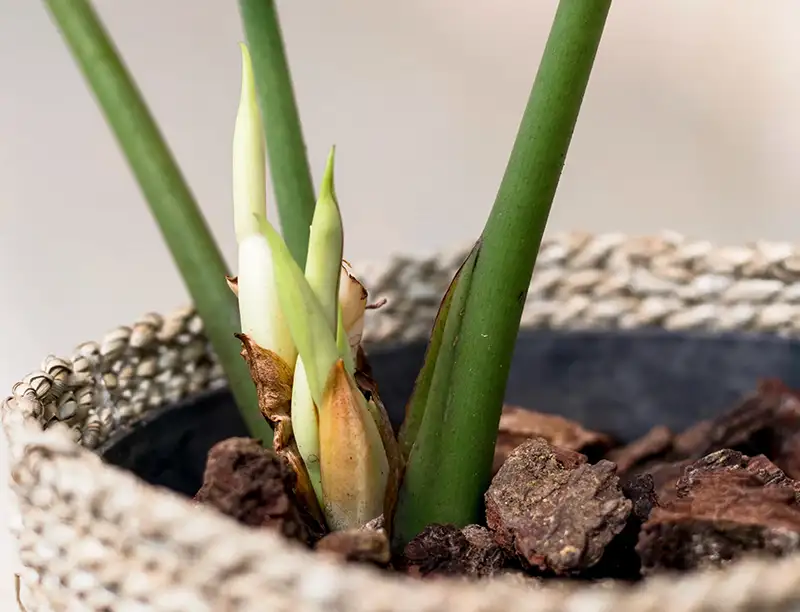 Alocasia Nebula Growth