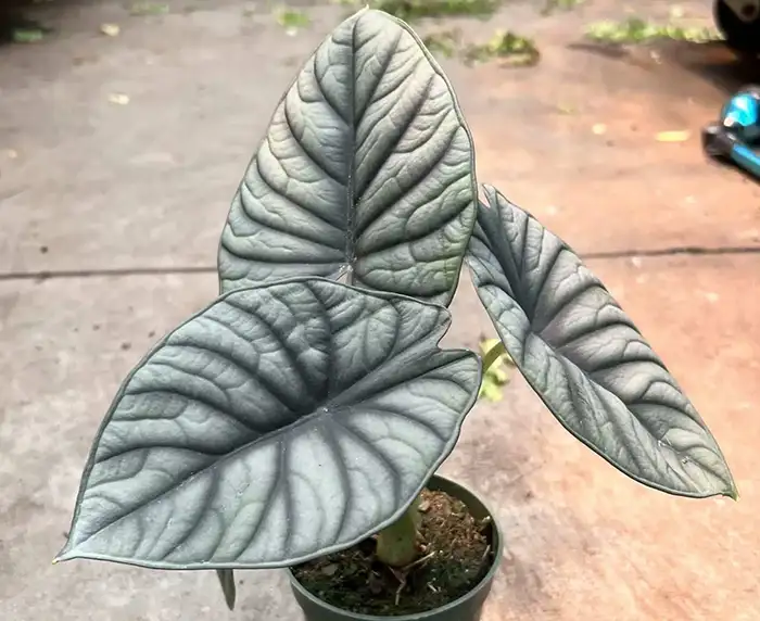 Alocasia Nebula Light
