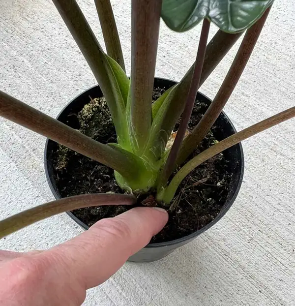 Alocasia Nebula Propagation