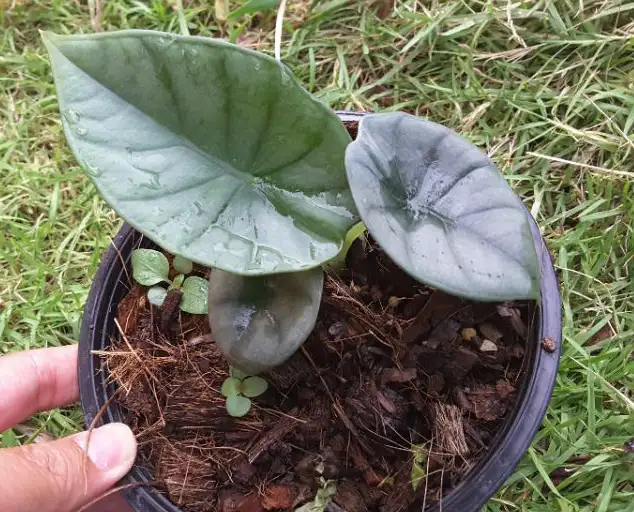 Alocasia Nebula Soil