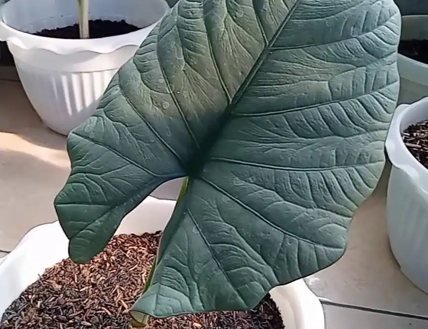 Alocasia Nebula care