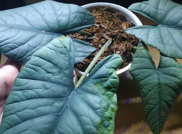 Common Issues with Alocasia Nebula