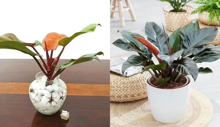 Varieties of Philodendron Erubescens